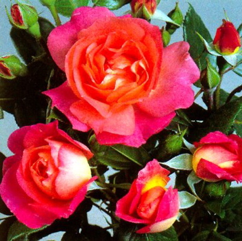 Eyecatcher (Rose)