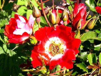 Eyepaint (Rose)