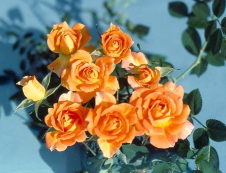 Fairy Gold (Rose)