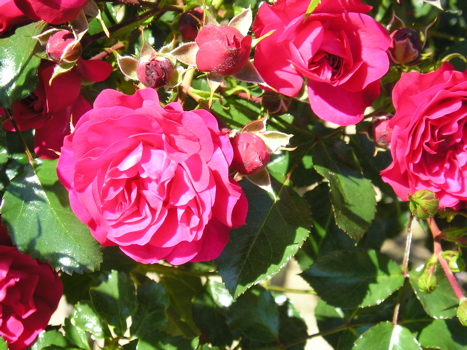 Fairy Prince (Rose)