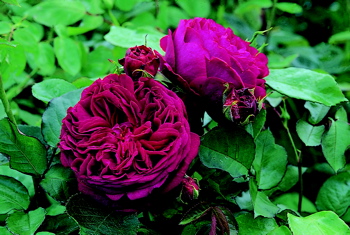 Falstaff (Rose)