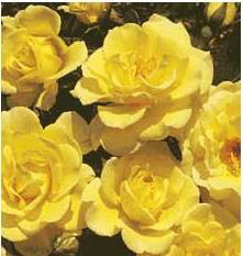 Family Life (Rose)