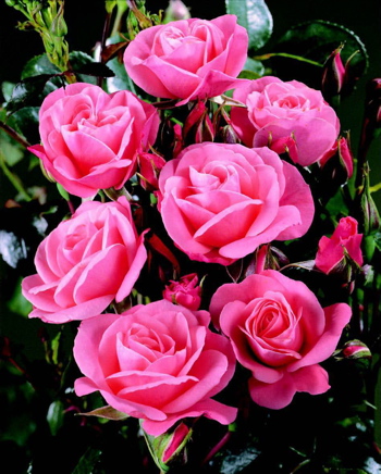 Fascination (Rose)