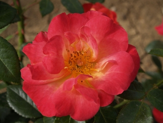 Father's Favourite (Rose)