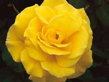 Faye (Rose)