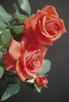 Felicity Kendal (Rose)