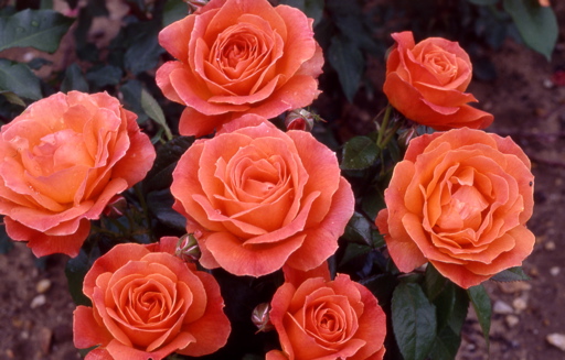 Fellowship (Rose)