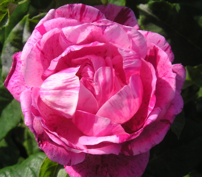 Ferdinand Pichard (Rose)