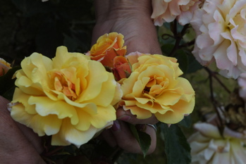 Fergie (Rose)