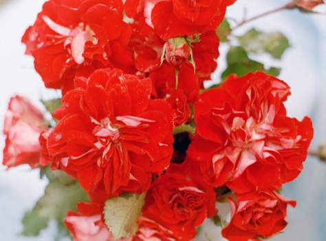 Festival (Rose)