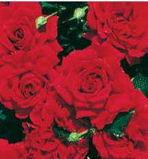 Fetzer Syrah Ros� (Rose)