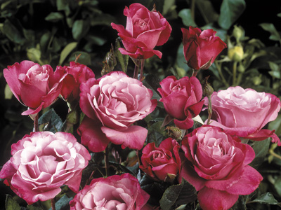 First Great Western (Rose)