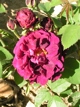 Fisher Holmes (Rose)