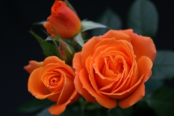 Flame (Rose)