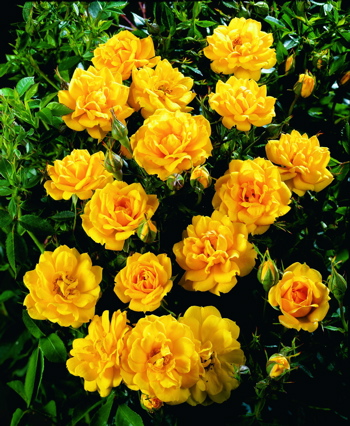 Flashdance (Rose)