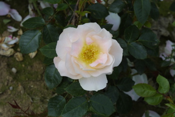 Florence Nightingale (Rose)