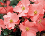 Flower Carpet ® Coral (Rose)