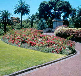 Flower Carpet ® Pink (Rose)