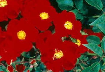 Flower Carpet ® Red Velvet (Rose)
