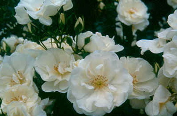Flower Carpet ® White (Rose)