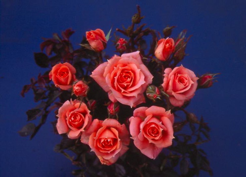 Flower Power (Rose)