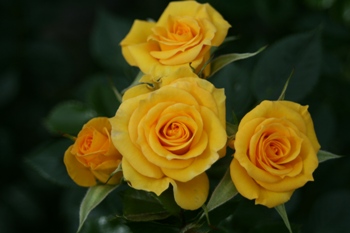 Flower Power Gold (Rose)