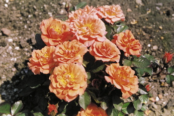 Fond Memories (Rose)