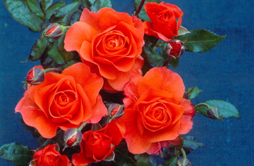 For You, With Love (Rose)