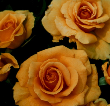 Forever Young (Rose)