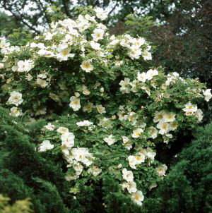 Frühlingsschnee (Rose)