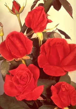 Fragrant Cloud (Rose)