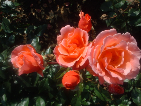 Fragrant Delight (Rose)