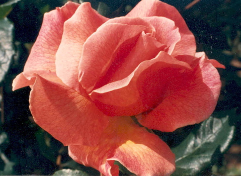 Fragrant Dream (Rose)