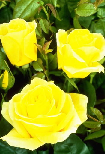 Fragrant Gold (Rose)