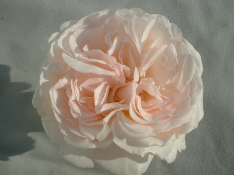 Fragrant Memories (Rose)