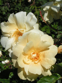 Francesca (Rose)