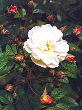 Francine Austin (Rose)