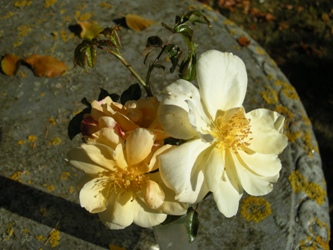 Francis Copple (Rose)