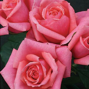 Freddy (Rose)