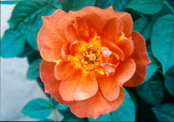 Free As Air (Rose)