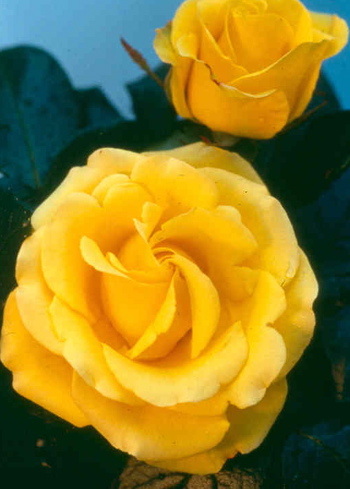 Freedom (Rose)