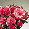 Friend For Life (Rose)