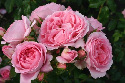 Friends Forever (Rose)