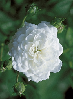 Frothy (Rose)