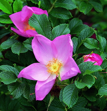 Fru Dagmar Hastrup (Rose)