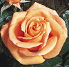 Fulton Mackay (Rose)