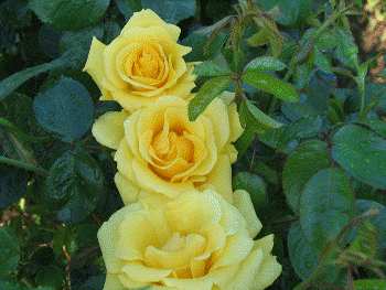 Gardeners' Glory (Rose)