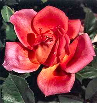 Gail Borden (Rose)