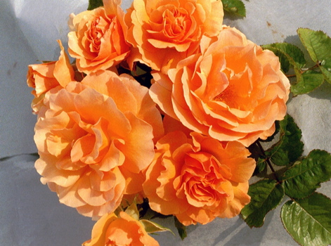 Garden Glory (Rose)