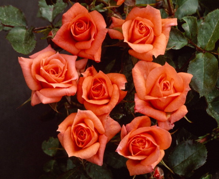 Genesis (Rose)